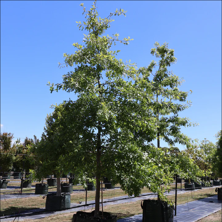 Tree Planting Package